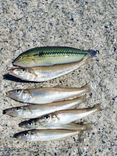 キスの釣果