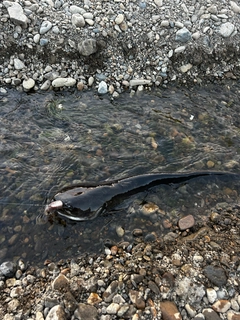 ナマズの釣果