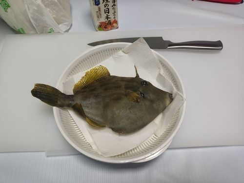 カワハギの釣果