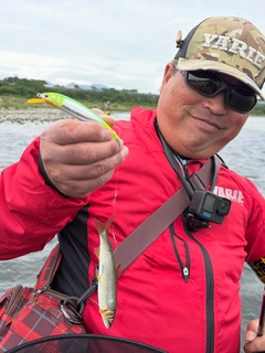 アユの釣果