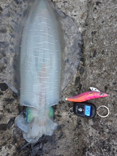 アオリイカの釣果
