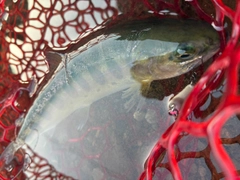 ヤマメの釣果