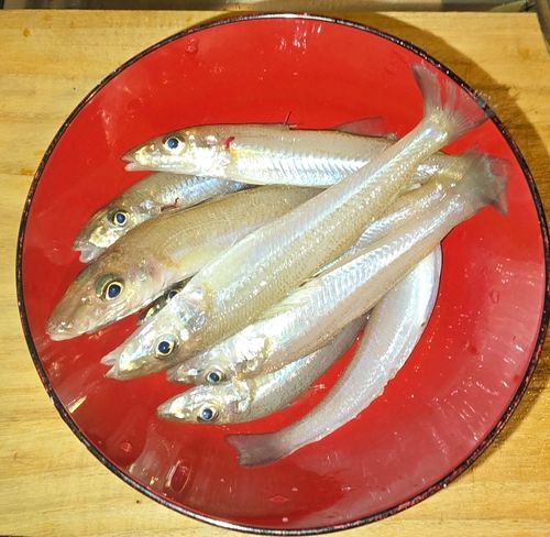 キスの釣果