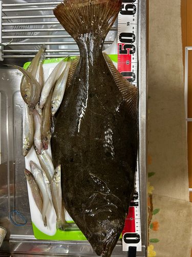 ヒラメの釣果