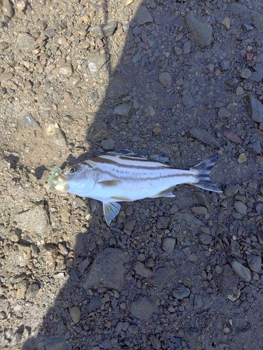 コトヒキの釣果