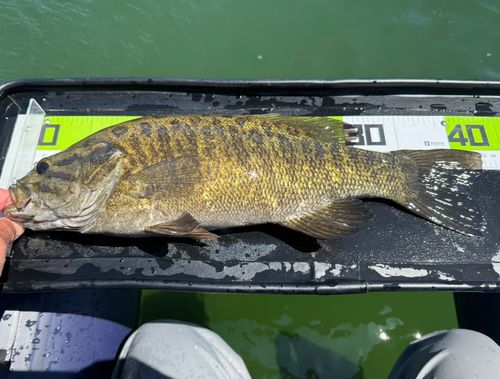 スモールマウスバスの釣果