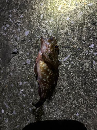 カサゴの釣果