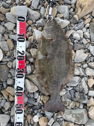 ヒラメの釣果