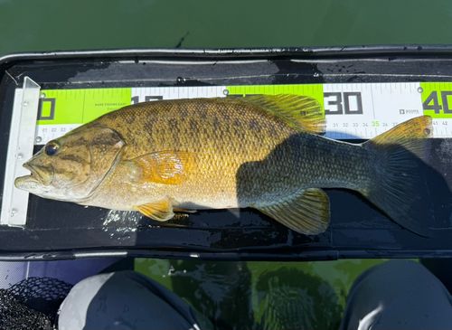 スモールマウスバスの釣果