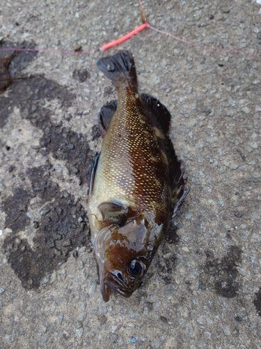 ガヤの釣果