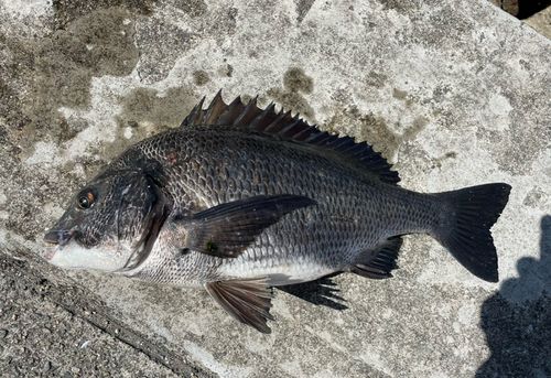 チヌの釣果