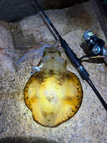 アオリイカの釣果