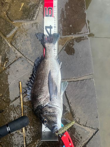 チヌの釣果
