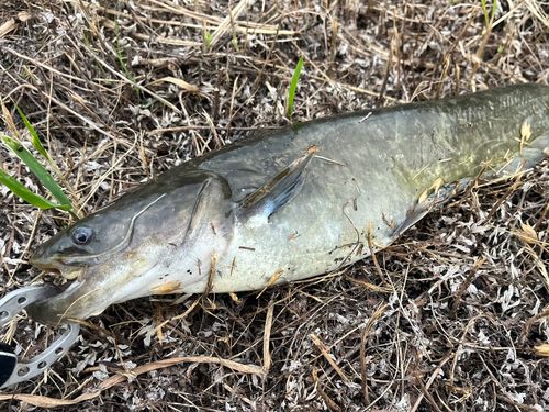 ナマズの釣果