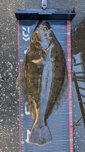 ヒラメの釣果
