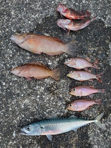 サバの釣果