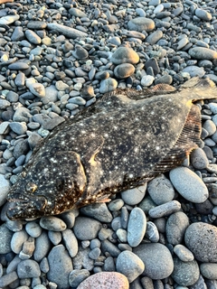 ヒラメの釣果