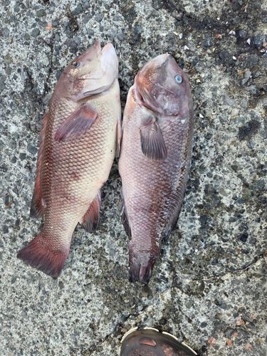コブダイの釣果