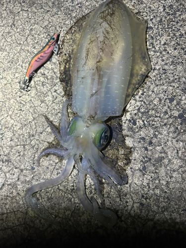 アオリイカの釣果