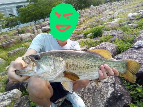 ラージマウスバスの釣果