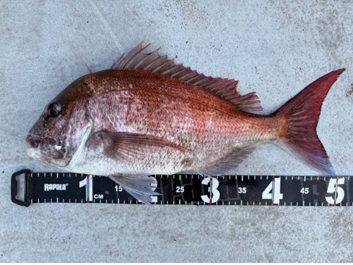 マダイの釣果