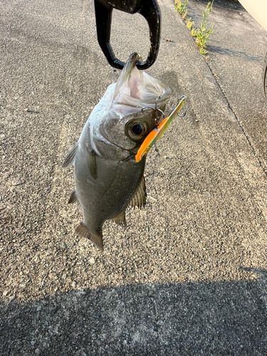 セイゴ（ヒラスズキ）の釣果