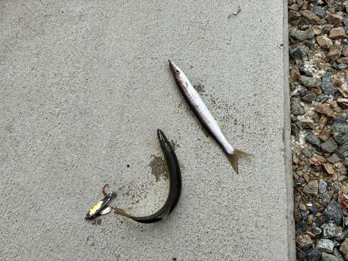 カマスの釣果