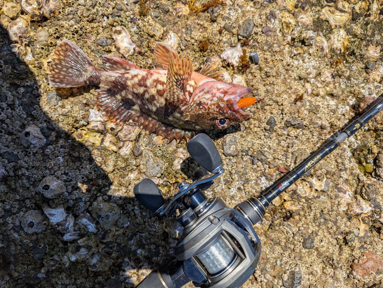 AbuGarcia クロスフィールド XRFC-662ML-BFの最安値・インプレ・釣果