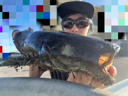 マナマズの釣果
