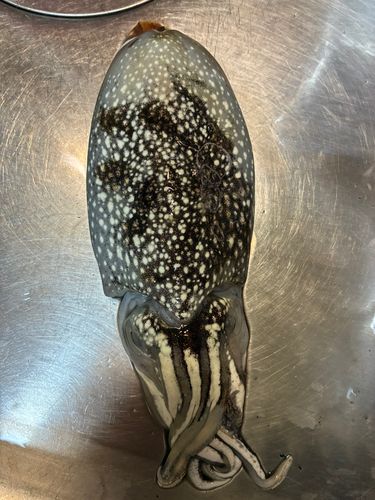 シリヤケイカの釣果