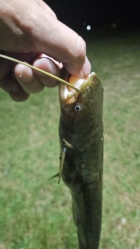 ナマズの釣果