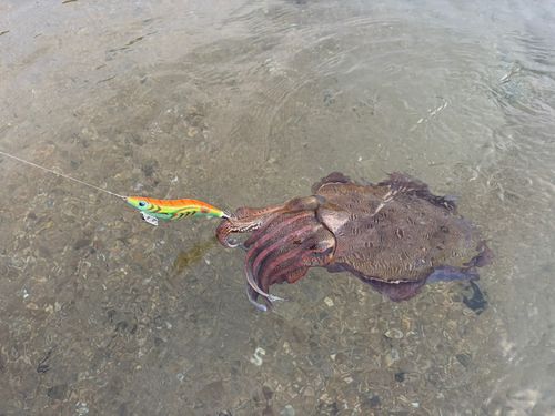 モンゴウイカの釣果