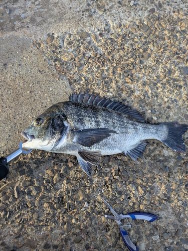 チヌの釣果