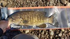 スモールマウスバスの釣果