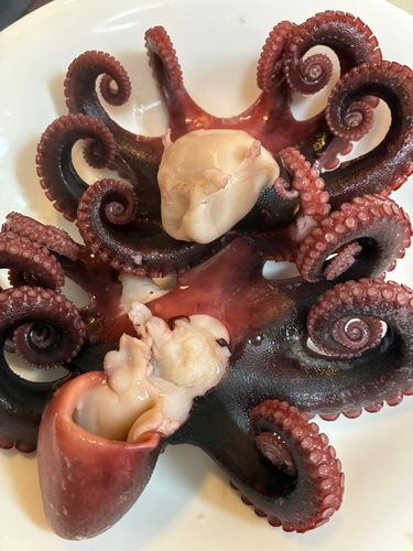 タコの釣果