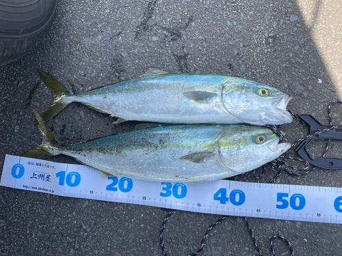 イナダの釣果