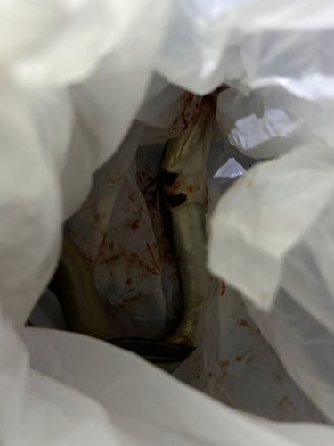 マアナゴの釣果