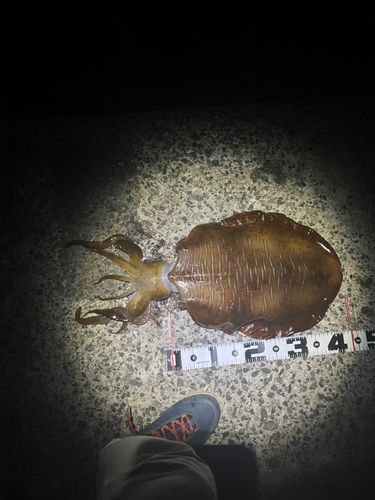 アオリイカの釣果