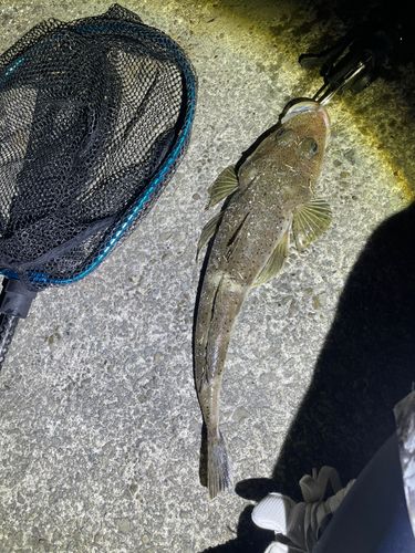 イネゴチの釣果