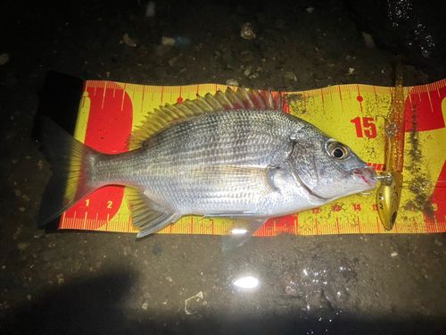チヌの釣果