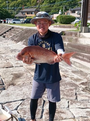 マダイの釣果
