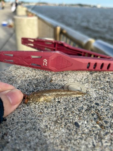 マハゼの釣果