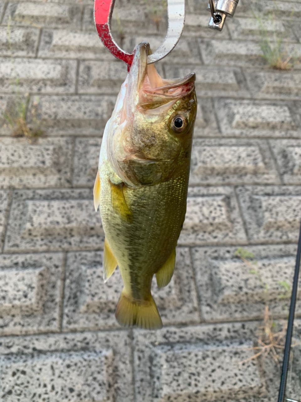 DAIWA 18ハートランド 671LFS-18の最安値・インプレ・釣果 | 本音の