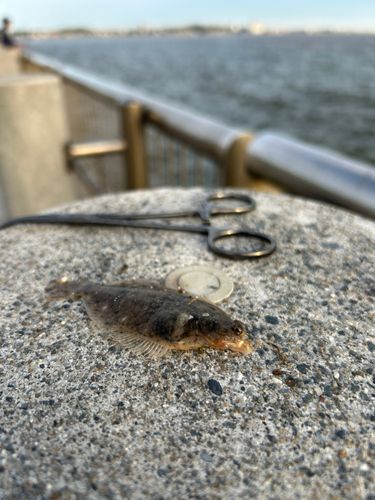 カレイの釣果