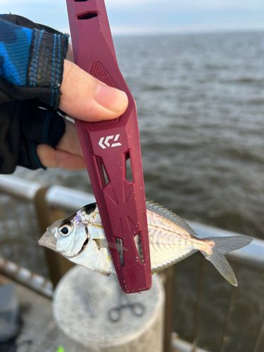 ヒイラギの釣果