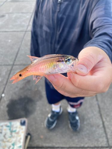 ネンブツダイの釣果