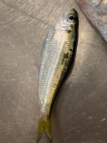 サッパの釣果