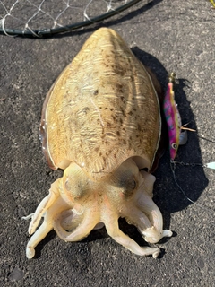 モンゴウイカの釣果