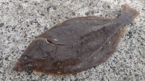 カレイの釣果