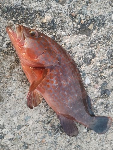 キジハタの釣果